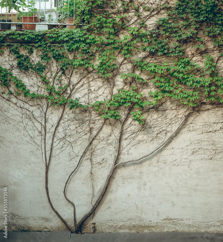 Ivy Wall Old House Facade