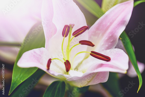 Macro shot of a lily flower on white background