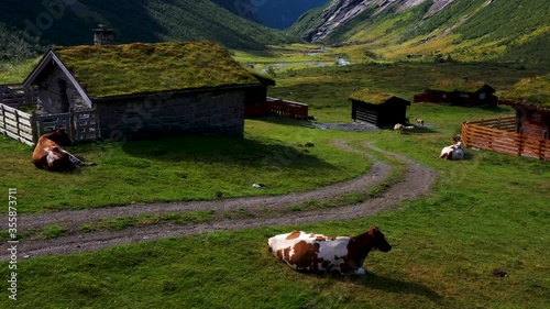 Norwegian Farm Animals in the embrace of nature in Norway, Norwegian sheep, cows, the mountains and fjords of Norway are farms with a history longer than Viking times. Aerial drone view .