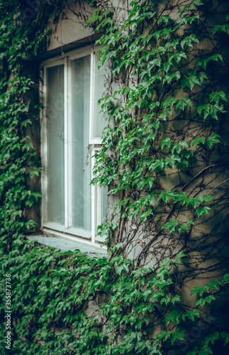 Ivy Wall Old House Facade