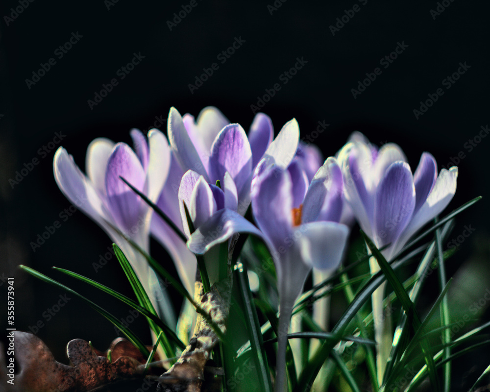 Fototapeta premium The springtime. Crocuses in the garden.