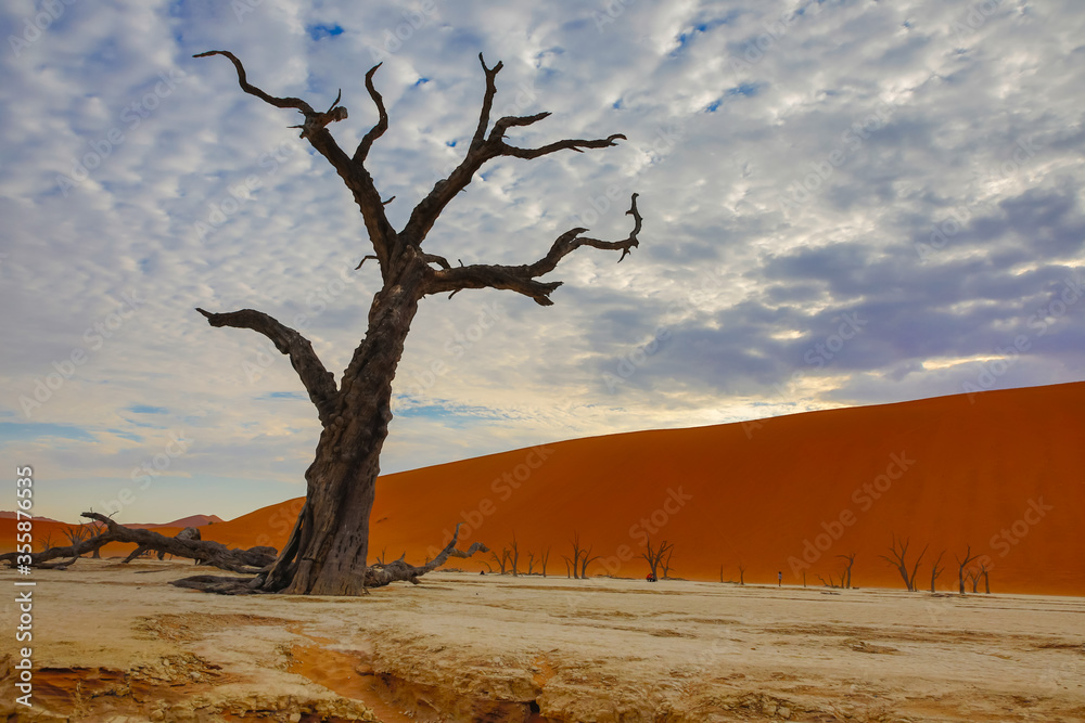 ancient cottonwood tree in Deadvlei, in the namibian desert