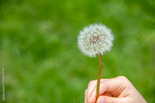 Closeup of a hand holding a dandelion