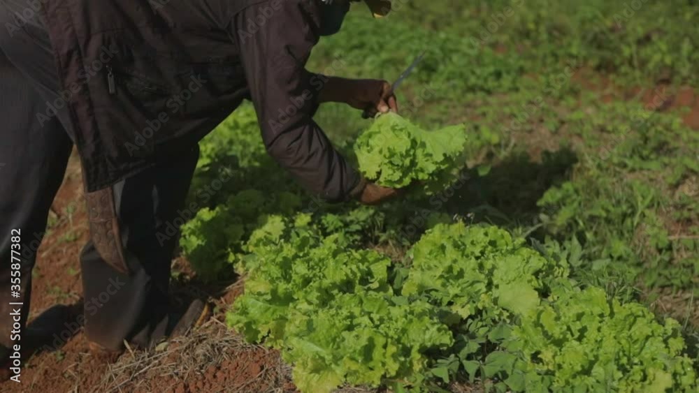 Farmer uses a small knife to harvest green leaf lettuce bundle from a crop field. Slow motion, medium shot. Farmer uses a small knife to harvest green leaf lettuce bundle from a crop field. Slow motion, medium shot.