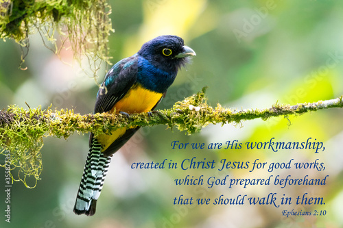 Photography Inspirational, encouraging and uplifting Bible Verses printed on beautiful bird photography