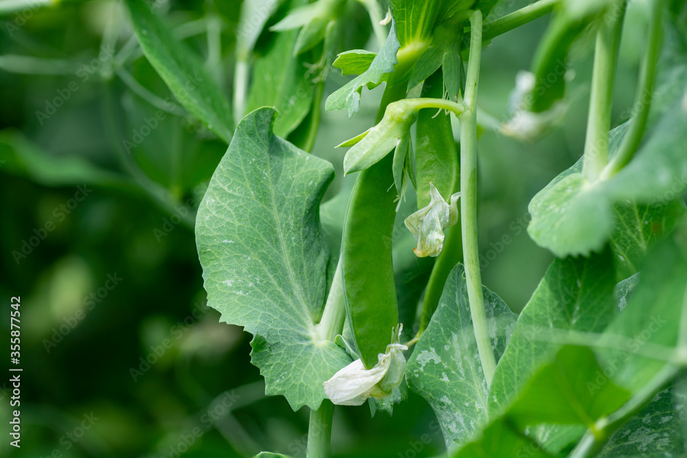 Fototapeta premium A plant of green peas in the garden. Close-up.(Pisum sativum).Green pea pods on a pea plants in a garden.