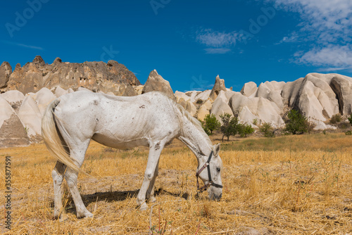 Horse with fairy chimneys rocks background. Cappadocia  Goreme  Nevsehir  Turkey. 