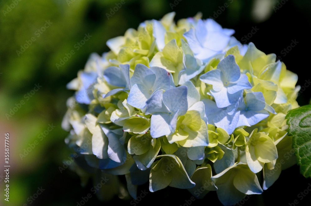 アジサイの花 アジサイの花