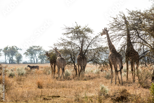 Safar in Africa with Rhinos and Giraffes