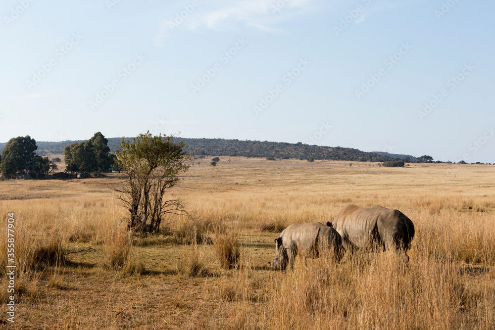 Rhino Conservation South Africa Safari