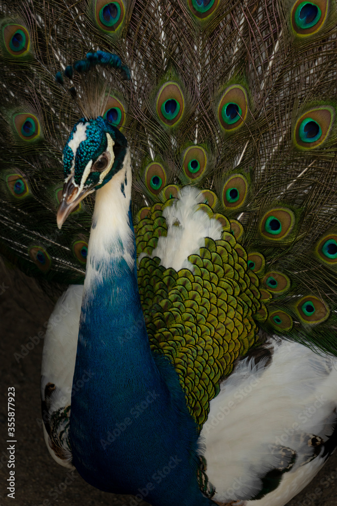Fototapeta premium peacock bird with beautiful tail closeup