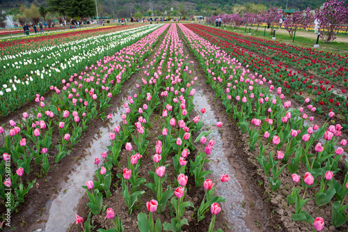 Photography C-0017 Hanada-8
Photographed in Tulip Garden, Srinagar, India in April 2019