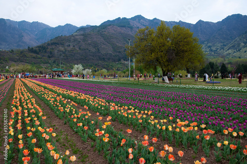 Photography C-0018 Hanada-9
Photographed in Tulip Garden, Srinagar, India in April 2019
