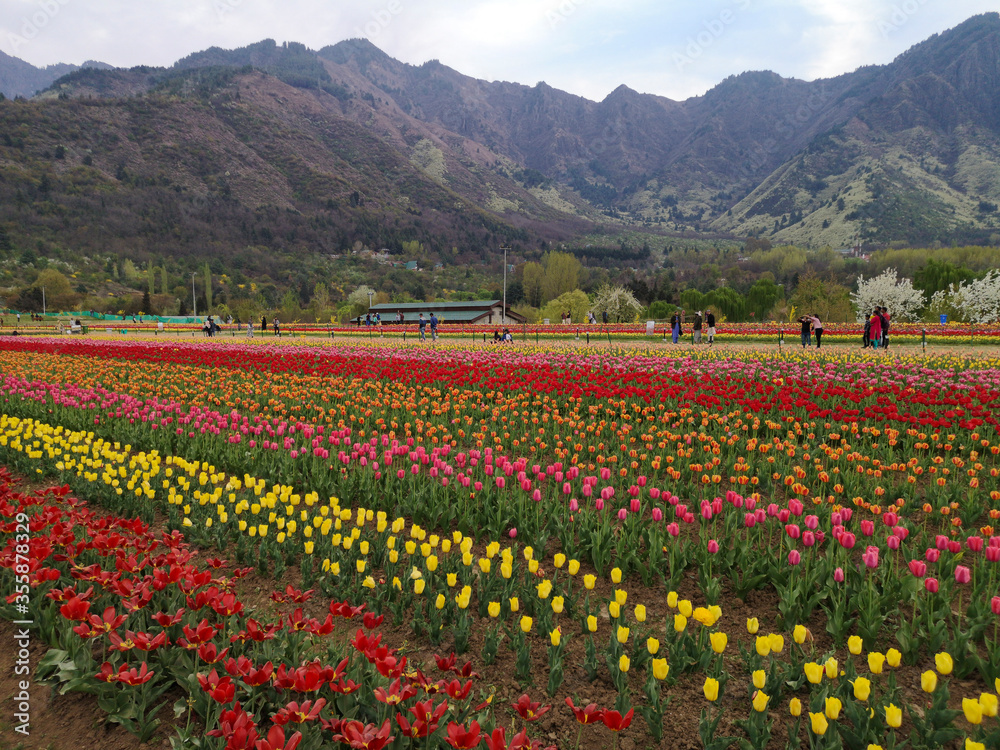 C-0012 Hanada-4
Photographed in Tulip Garden, Srinagar, India in April 2019. Unexpectedly, there is such a beautiful garden in Indian-controlled Kashmir.
C-0012 Hanada-4
Photographed in Tulip Garden, Srinagar, India in April 2019. Unexpectedly, there is such a beautiful garden in Indian-controlled Kashmir.