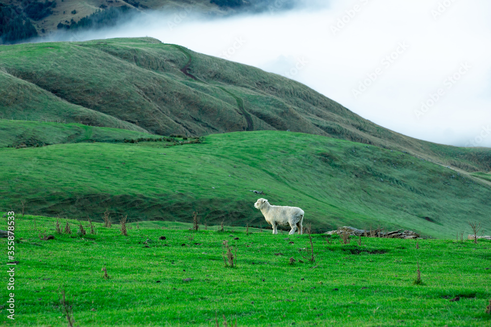Obraz premium the sheep is grazing at the top of the Bank Peninsula, Canterbury, New Zealand.