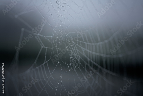 Spider Web#insect#