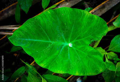 droplet on leaf