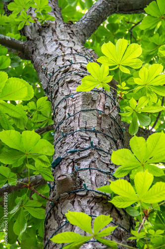 Tree with Christmas lights in the middle of leaves © Benjamin