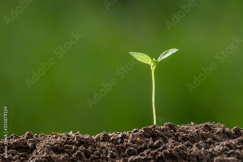 small tree growing on soil with green nature background