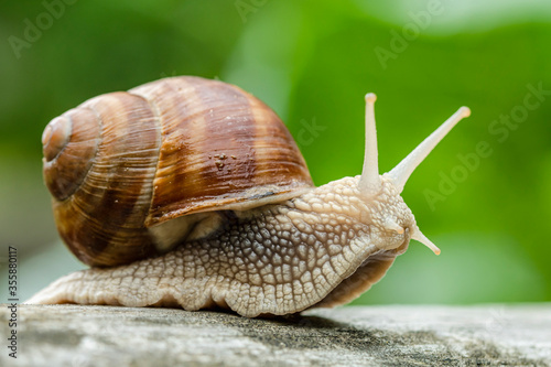 Close up Shot of Burgundy Snail © mrpluck