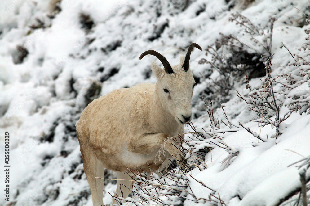 Dall sheep in Denali NP Alaska Dall sheep in Denali NP Alaska