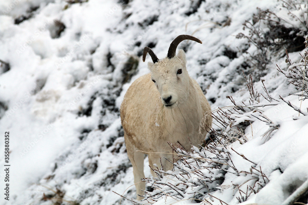 Fotografie Dall sheep in Denali NP Alaska