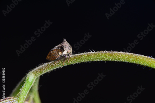  macro Strange treehoppe on leaves in nature photo