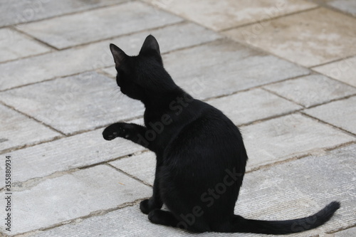 Schwarze Katze © Oliver
