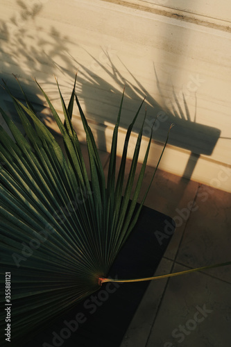 Still life shot of a dyed green plant leaves with shadow on sunset