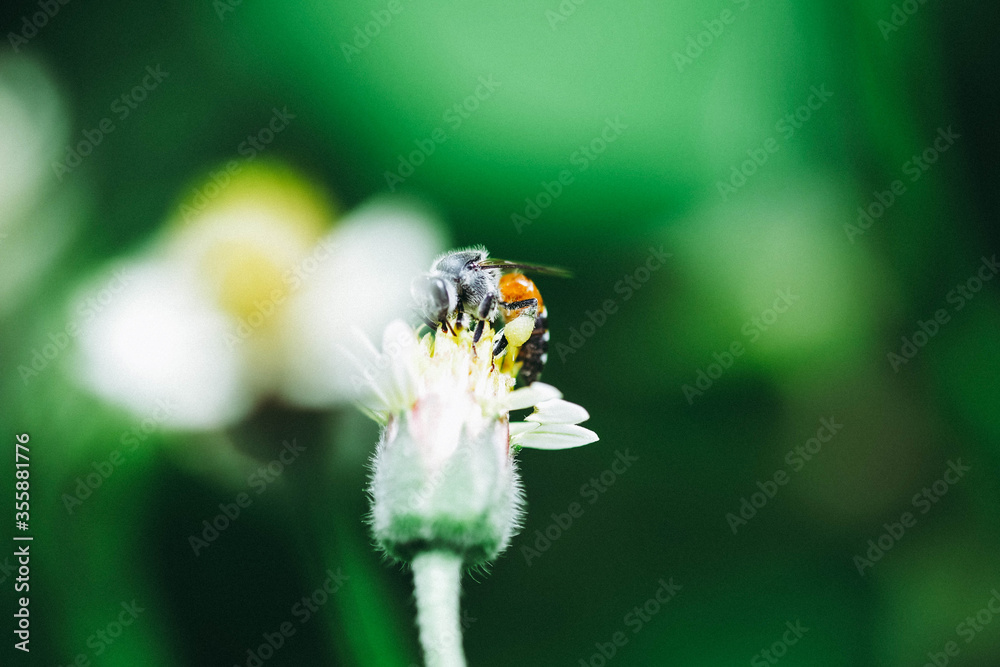 bee on a flower