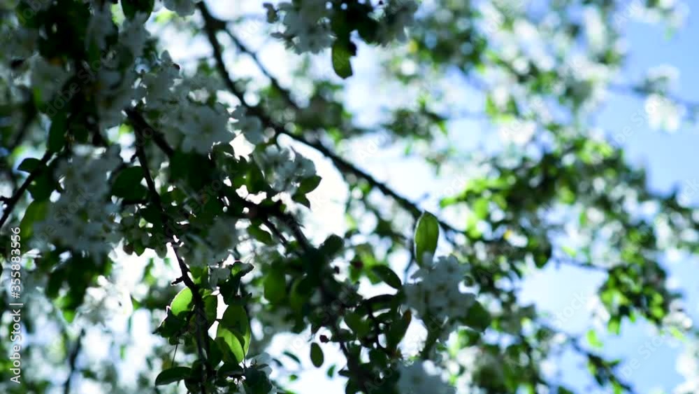 Close up blossom tree in spring with sun flare behind Close up blossom tree in spring with sun flare behind
