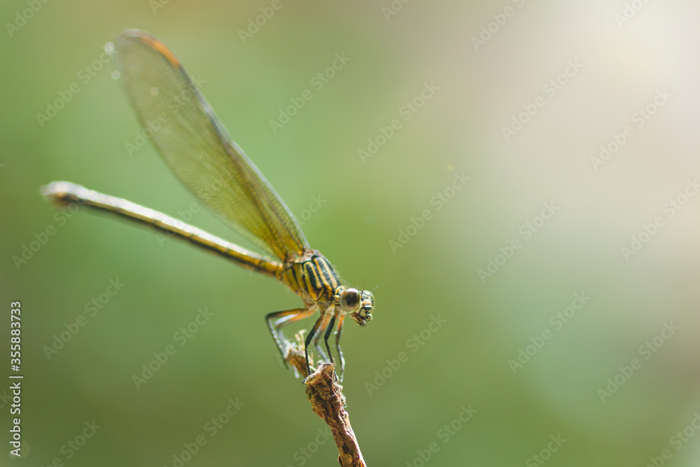 One beautiful dragonfly perched on a branch in summer One beautiful dragonfly perched on a branch in summer