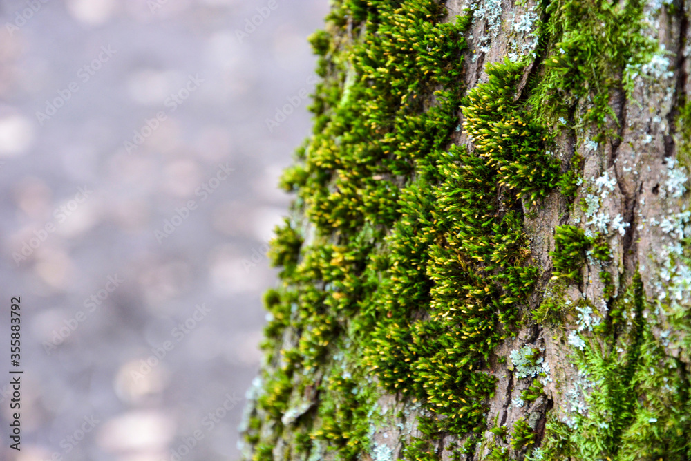 Fototapeta premium Green moss on a tree trunk. The background is blurred. Focus on the details of the moss.
