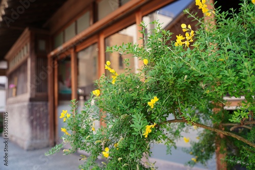 Yellow flowers are blooming in front of Japanese old architecture house at Kamakura Japan. © dokosola