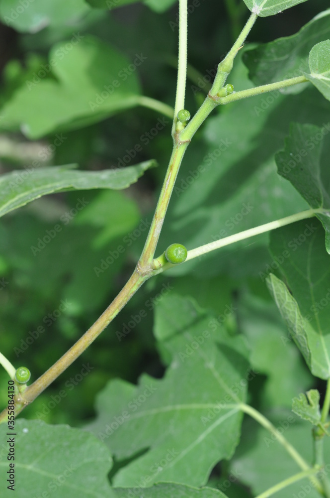 Obraz premium small fig fruits on a young tree
