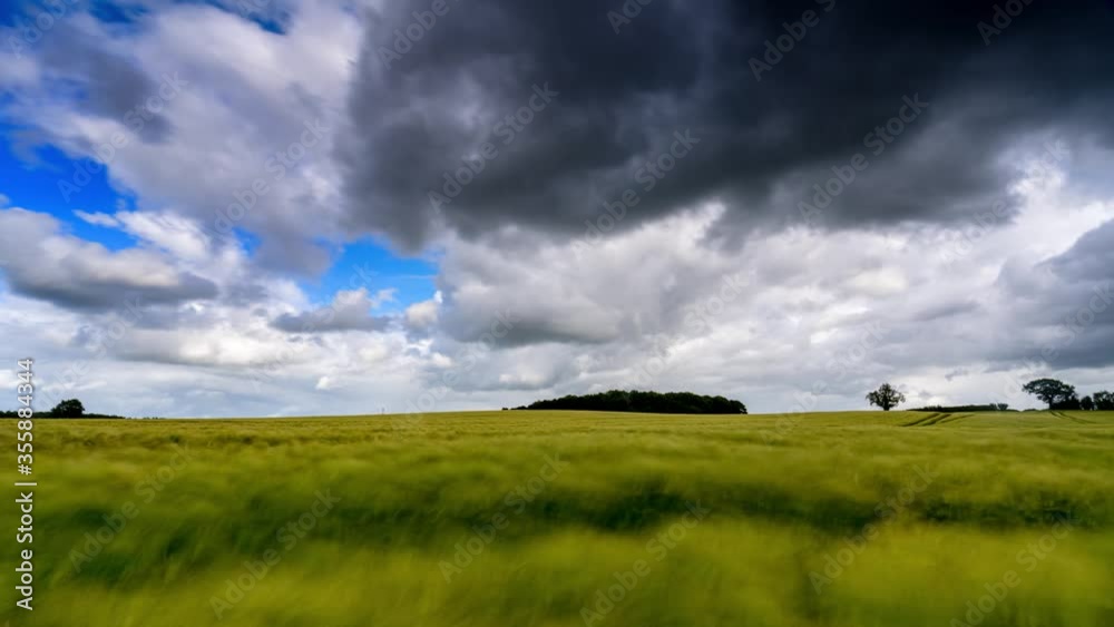 bearded barley during a timelapse on a bright summer day day. It is a member of the grass family, is a major cereal grain grown in temperate climates globally. bearded barley during a timelapse on a bright summer day day. It is a member of the grass family, is a major cereal grain grown in temperate climates globally.