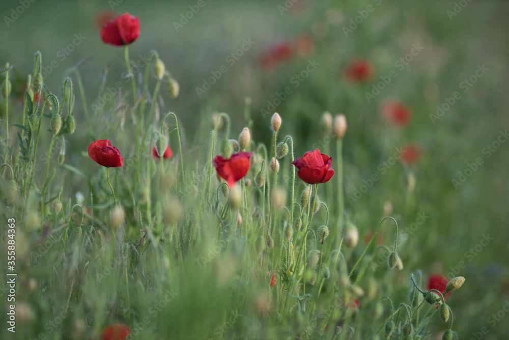 Obraz premium mak2