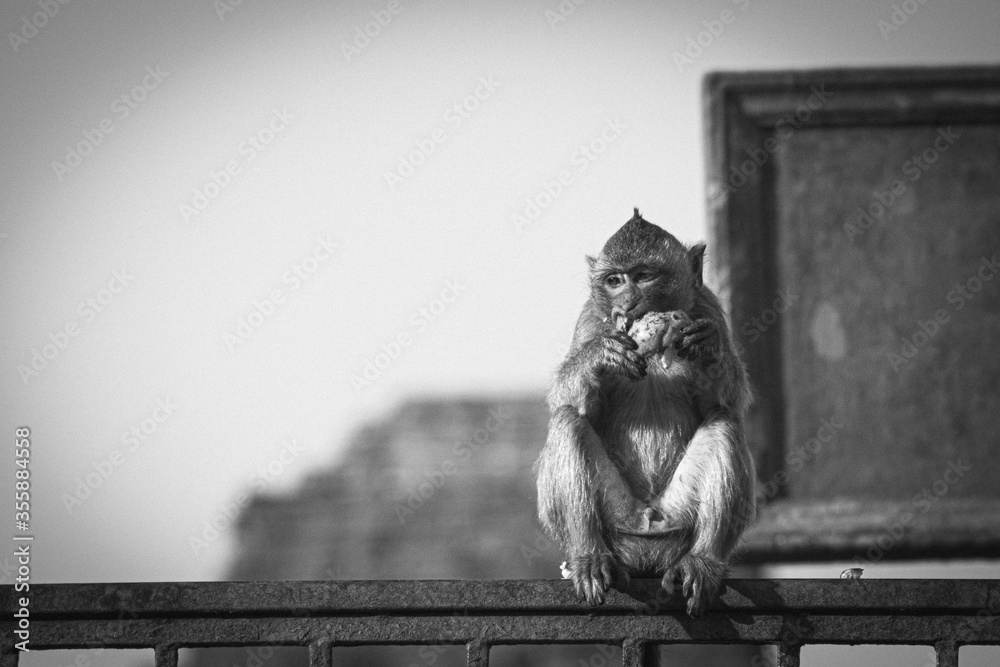 Monkey sitting in front of ancient pagoda architecture Wat Phra Prang Sam Yot temple, Lopburi, Thailand. Monkey eating fruit at the Ruins in Lopburi