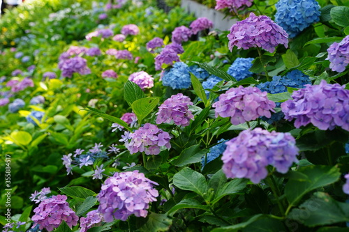 Purple hydrangea flowers are blooming beautifully at Hasedera temple in Kamakura Japan. Hasedera temple is sightseeing spot which is popular for beautiful hydrangeas in June.