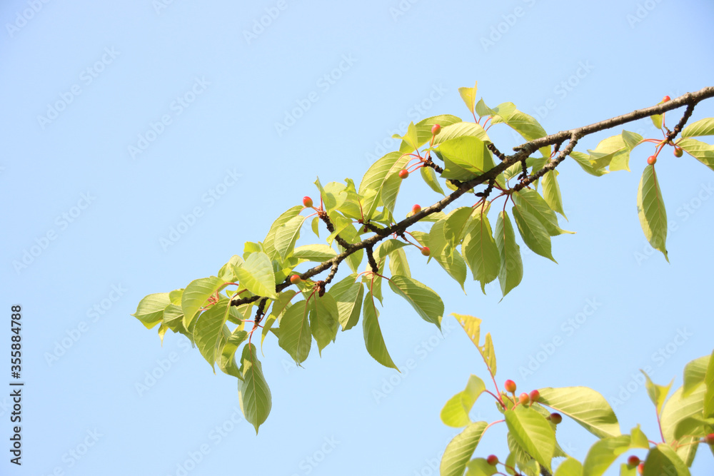 Obraz premium 桜の実