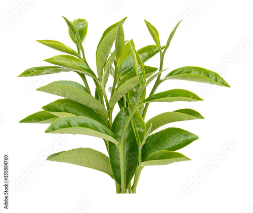 Fototapeta Naklejka Na Ścianę i Meble -  Green tea leaf isolated on white background