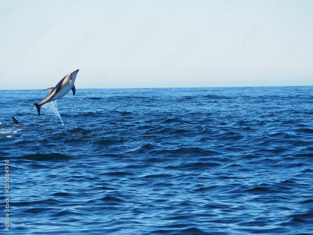 Fototapeta premium OLYMPUS DIGITAL CAMERA