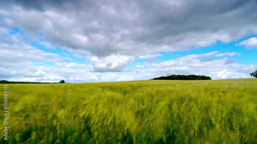 bearded barley during a timelapse on a bright summer day day. It is a member of the grass family, is a major cereal grain grown in temperate climates globally. bearded barley during a timelapse on a bright summer day day. It is a member of the grass family, is a major cereal grain grown in temperate climates globally.