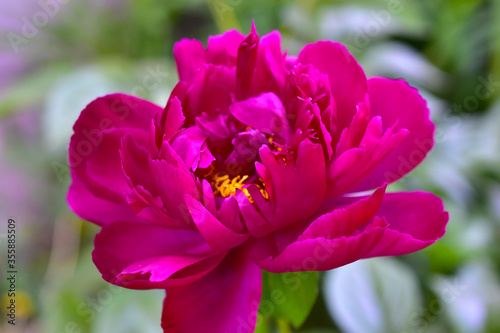 Red peony flowers close up in summer