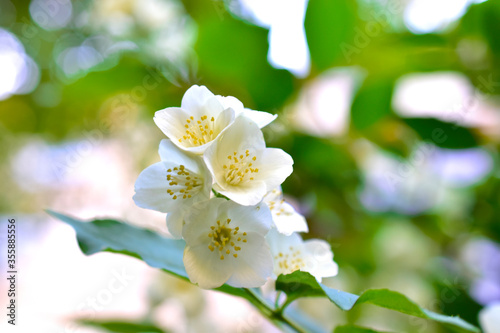 Fototapeta Naklejka Na Ścianę i Meble -  White flowers of Jasmine Chub in the garden in summer