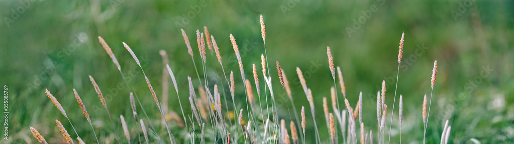 Juicy lush green grass on meadow with drops of water dew in morning light in spring summer outdoors close-up macro, panorama. Beautiful artistic image of purity and freshness of nature, copy space. Juicy lush green grass on meadow with drops of water dew in morning light in spring summer outdoors close-up macro, panorama. Beautiful artistic image of purity and freshness of nature, copy space.