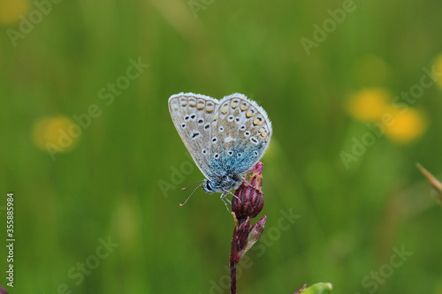 A male Common Blue Butterfly, scientific name Polyommatus icarus, isolated against a grassland bokeh background.