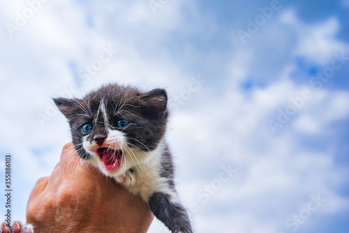 Frightened screaming blue-eyed kitten in a man s hand. Photographed close-up on a sky background.