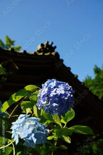 Blue hydrangea flowers and stone stairs at Meigetsuin temple in Kamakura, Japan. photo