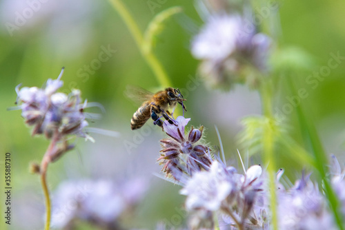 Honey bee on phacelia flower 